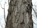 Black Locust Bark - Townsend River Walk & Arboretum