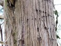 eastern red cedar bark trwa