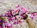 eastern redbud flowers bee