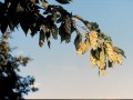 hophornbeam flowers usda 800px