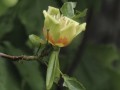 tuip poplar flower3