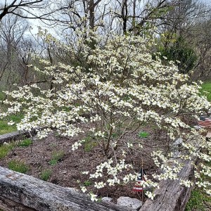 Cornus florida - Flowering Dogwood Cornus florida - Flowering Dogwood