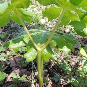 Podophyllum peltatum - Mayapple Podophyllum peltatum - Mayapple