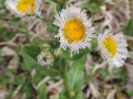 Erigeron philadelphicus - Philadelphia Fleabane