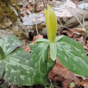 Trillium luteum - Yellow Trillium Trillium luteum - Yellow Trillium