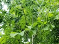 american basswood leaves