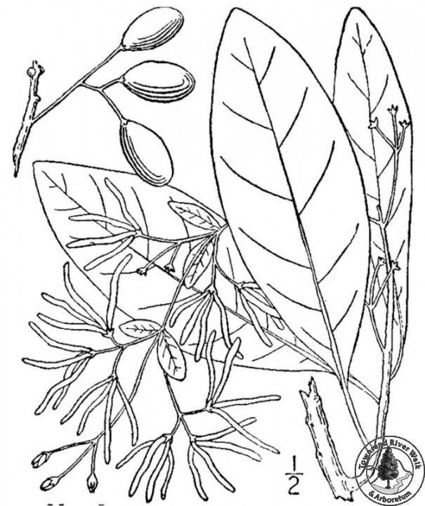 fringetree usda drawing