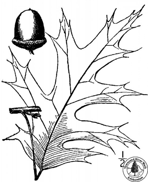 northern red oak usda drawing