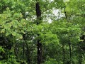 pecantreenewsign