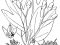 sasafras drawing usda
