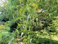 wingstem