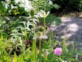 anemone