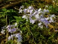 creepingphlox