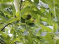 pecan tree nut