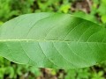 sourwood leaf trwa 800