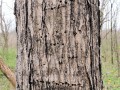 sugar maple bark
