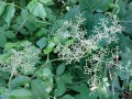 Sambucus canadensis - American Black Elderberry