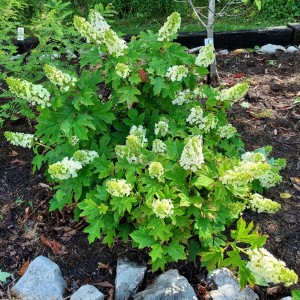 Hydrangea quercifolia - Oakleaf Hydrangea Hydrangea quercifolia - Oakleaf Hydrangea