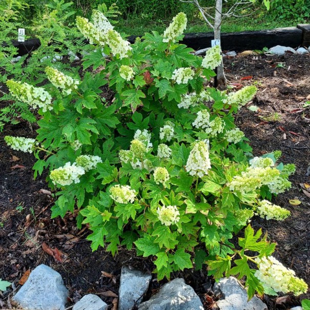 Hydrangea quercifolia - Oakleaf Hydrangea Hydrangea quercifolia - Oakleaf Hydrangea