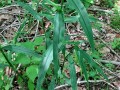 Tradescantia virginiana - Virginia Spiderwort