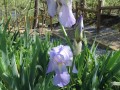 Iris - Tennessee State Cultivated Flower