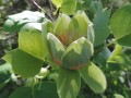 Liriodendron tulipifera - Tulip Poplar