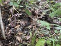 Tipularia discolor - Cranefly Orchid, Crippled Crane-fly