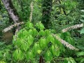 Aesculus parviflora - Bottlebrush Buckeye