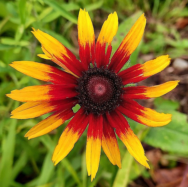 Gaillardia pulchella - Indian Blanket, Indian Blanketflower, Firewheel Gaillardia pulchella - Indian Blanket, Indian Blanketflower, Firewheel
