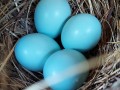 Another successful bluebird egg laying.  The second of the year.  Should hatch in about 14 days.