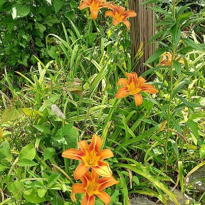 Hemerocallis fulva - Common Daylily, Tawny Daylily, Orange Daylily