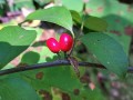 Lindera benzoin - Spicebush - Berries