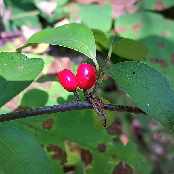Lindera benzoin - Spicebush - Berries Lindera benzoin - Spicebush - Berries
