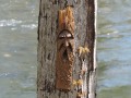 wood spirit