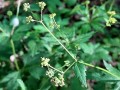 Sanicula canadensis - Canadian Black Snakeroot