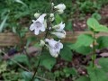 Penstemon digitalis - Smooth Penstemon
