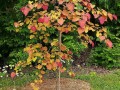 Cercis canadensis 'Flame Thrower' - Eastern Redbud Flame Thrower,  'Nc2016-2'