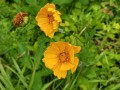 Coreopsis lanceolata - Lanceleaf Tickseed