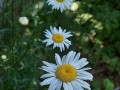 Leucanthemum vulgare - Ox-Eye Daisy