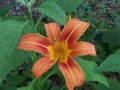 Hemerocallis fulva - Daylily, Ditch Lily, Orange Daylily ,Tawny Daylily, Tiger Daylily 