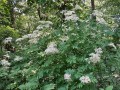 Sambucus canadensis - American Black Elderberry