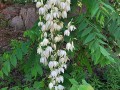 Yucca aloifolia - Spanish Bayonet