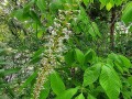 Aesculus parviflora - Bottlebrush Buckeye