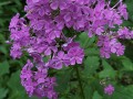 Phlox glaberrima - Smooth Phlox, Marsh Phlox