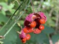 Euonymus americanus - Bursting Heart, Hearts-a-bustin', Strawberry Bush