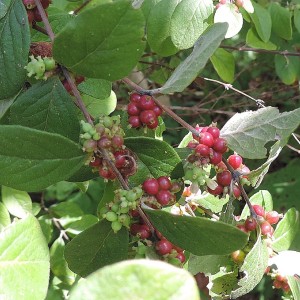 Callicarpa americana - American Beautyberry