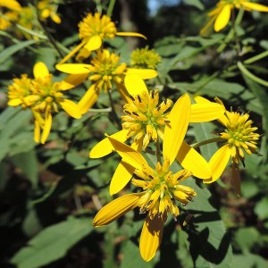 Verbesina alternifolia - Yellow Wingstem or Yellow Ironweed