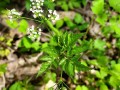 Osmorhiza longistylis - Aniseroot