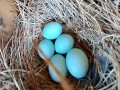Sialia sialis - Eastern Bluebird