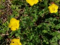 Ranunculus sardous - Hairy Buttercup
